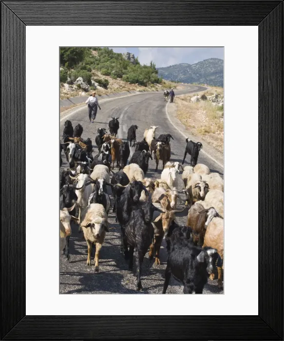 Framed Print : Turkey, Taurus mountains, Goats on road Framed Print : Turkey, Taurus mountains, Goats on road