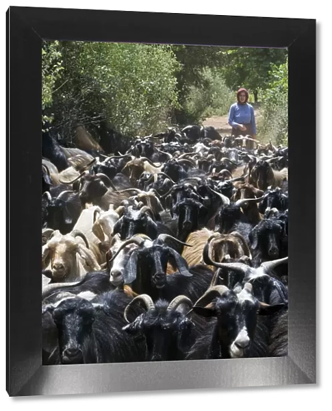 Woman herding goats near Antalya, Mediterranean Coast, Turkey