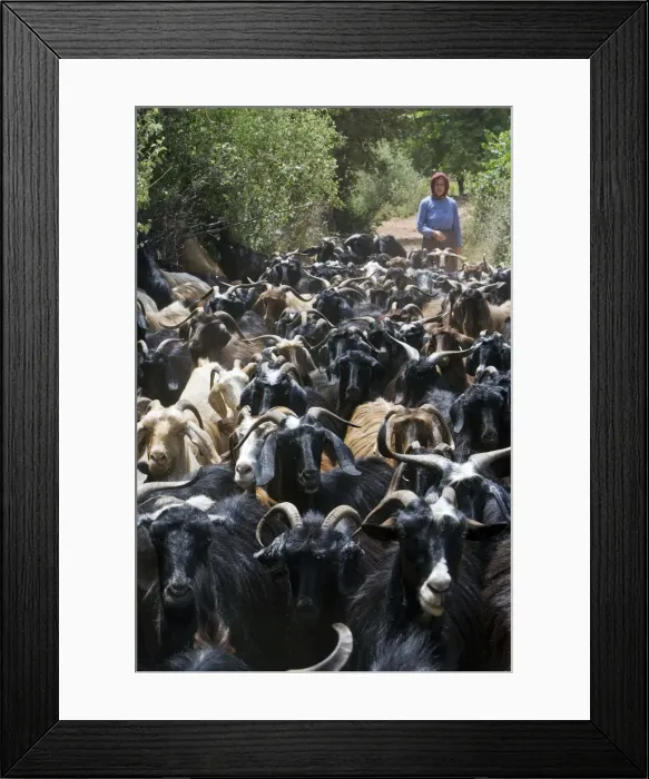 Framed Print : Woman herding goats near Antalya, Mediterranean Coast, Turkey Framed Print : Woman herding goats near Antalya, Mediterranean Coast, Turkey
