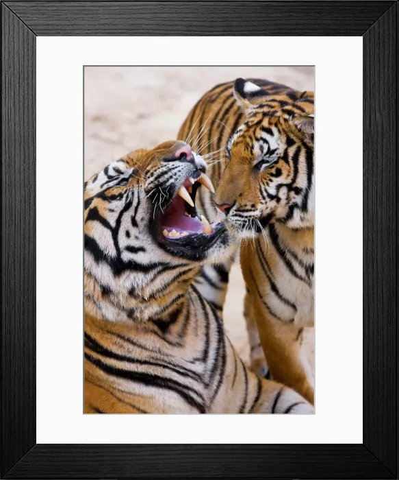Framed Print : Indochinese tiger or Corbetts tiger (Panthera tigris corbetti), Thailand Framed Print : Indochinese tiger or Corbetts tiger (Panthera tigris corbetti), Thailand