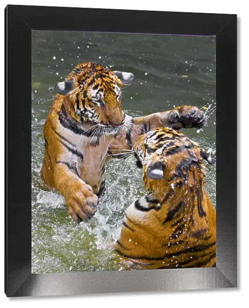 Tigers play fighting in water, Indochinese tiger or Corbetts tiger (Panthera