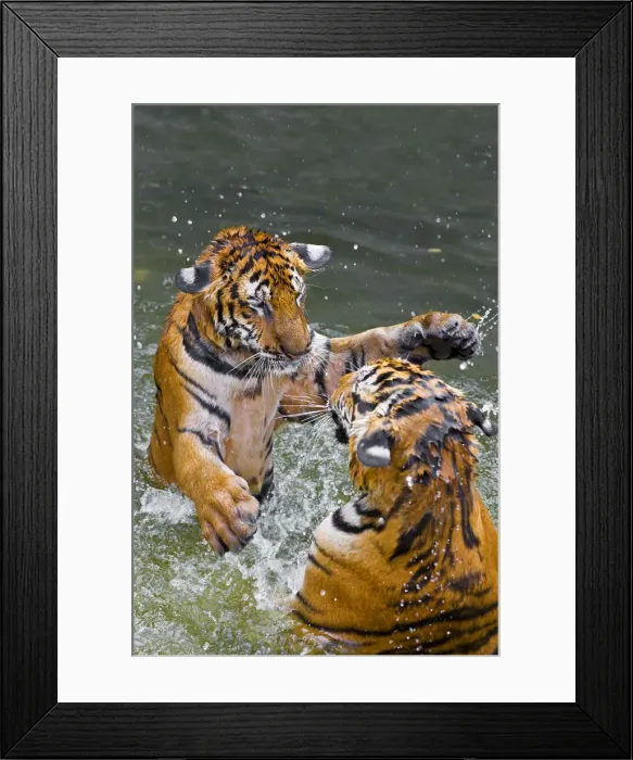 Framed Print : Tigers play fighting in water, Indochinese tiger or Corbetts tiger (Panthera