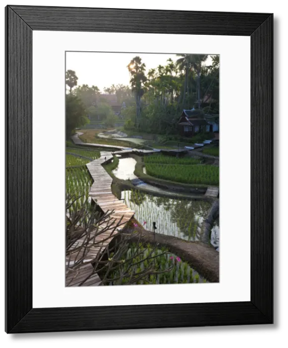 Framed Print : Rice paddies nr Chiang Mai, Thailand Framed Print : Rice paddies nr Chiang Mai, Thailand