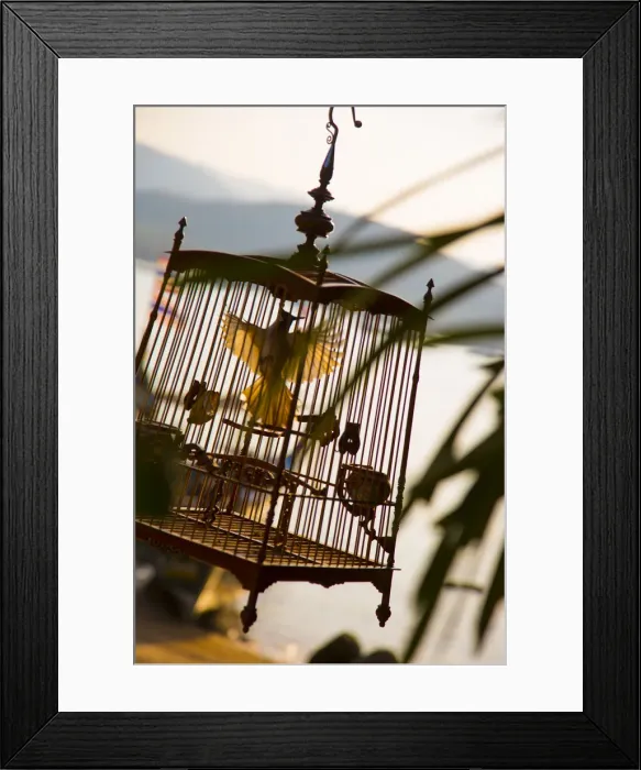 Framed Print : Bird cage, Bo Phut, Koh Samui, Thailand Framed Print : Bird cage, Bo Phut, Koh Samui, Thailand