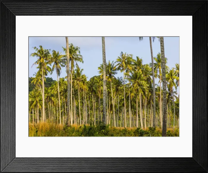 Framed Print : Coconut plantation, Ko Kut, nr. Ko Chang, Thailand
