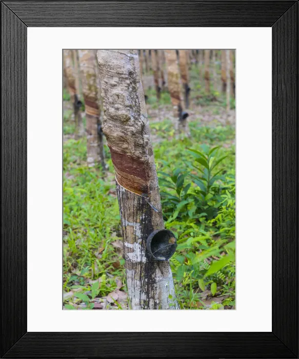 Framed Print : Rubber trees, Ko Kut, nr. Ko Chang, Thailand