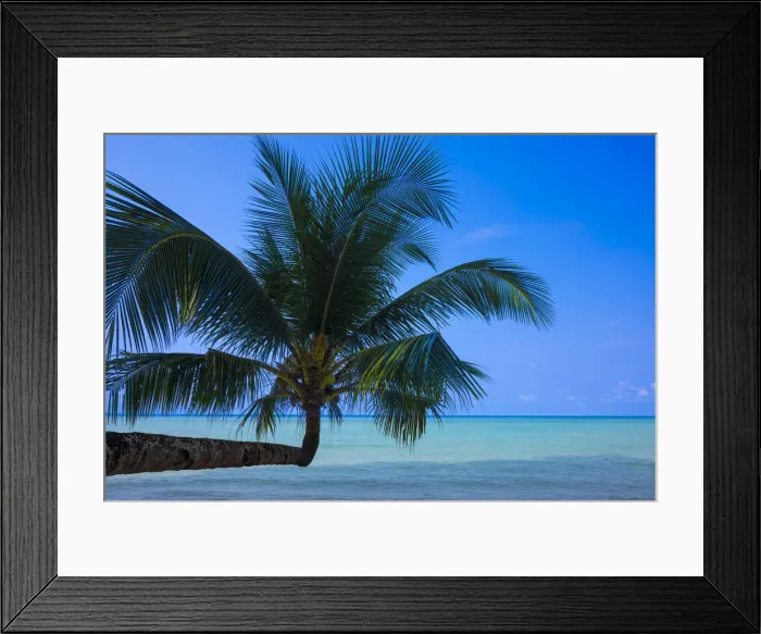 Framed Print : Palm tree on beach, Ko Kut, nr. Ko Chang, Thailand