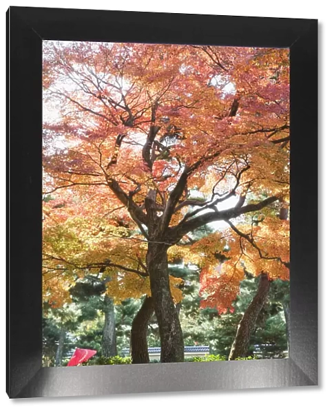 Japan, Kyoto, Kennin-ji Zen Temple, Autumn Leaves in the Temple Grounds