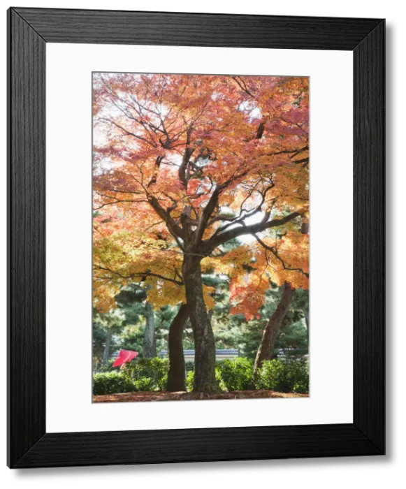 Framed Print : Japan, Kyoto, Kennin-ji Zen Temple, Autumn Leaves in the Temple Grounds