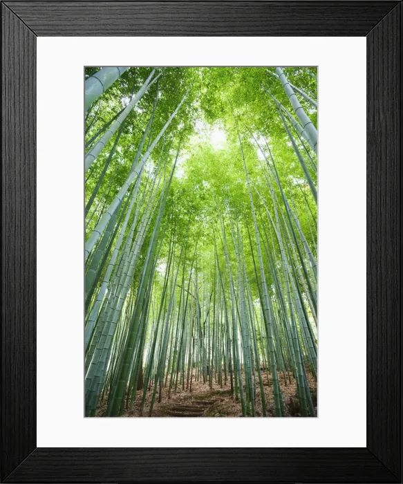 Framed Print : Japan, Kyoto, Arashiyama, Adashino Nembutsu-ji Temple, Bamboo Forest Framed Print : Japan, Kyoto, Arashiyama, Adashino Nembutsu-ji Temple, Bamboo Forest
