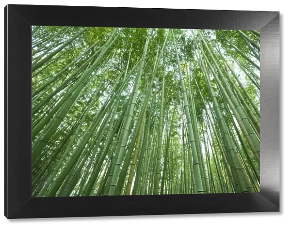 Japan, Kyoto, Arashiyama, The Bamboo Forest