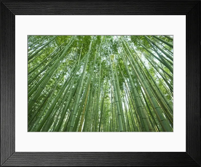 Framed Print : Japan, Kyoto, Arashiyama, The Bamboo Forest Framed Print : Japan, Kyoto, Arashiyama, The Bamboo Forest
