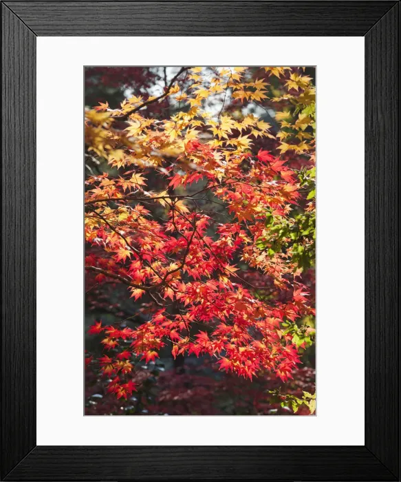 Framed Print : Japan, Kyoto, Kitano Temmangu Shrine, Autumn Leaves in the Maple Garden Framed Print : Japan, Kyoto, Kitano Temmangu Shrine, Autumn Leaves in the Maple Garden