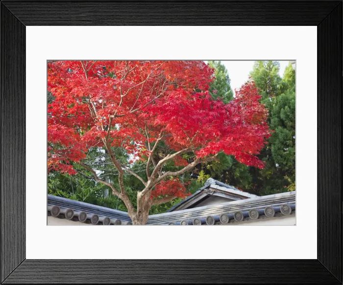 Framed Print : Japan, Kyoto, Arashiyama, Autumn Leaves Framed Print : Japan, Kyoto, Arashiyama, Autumn Leaves