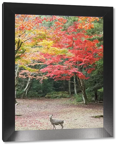 Japan, Miyajima Island, Omoto Park, Deer and Autumn Leaves