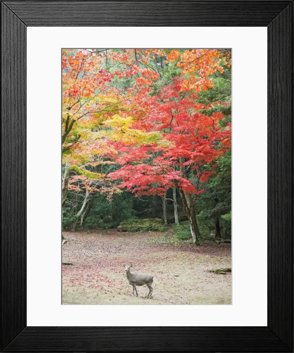 Framed Print : Japan, Miyajima Island, Omoto Park, Deer and Autumn Leaves Framed Print : Japan, Miyajima Island, Omoto Park, Deer and Autumn Leaves
