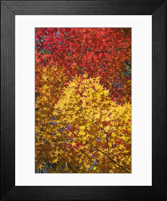 Framed Print : South Korea, Gyeongju, Gyeongju National Park, Autumn Leaves Framed Print : South Korea, Gyeongju, Gyeongju National Park, Autumn Leaves