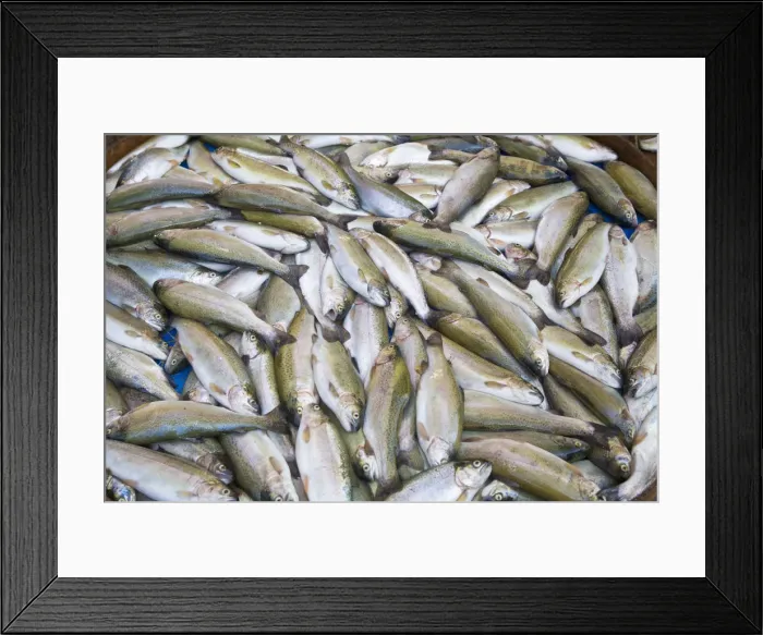 Framed Print : Turkey, Trabzon, Fish on Market stall Framed Print : Turkey, Trabzon, Fish on Market stall