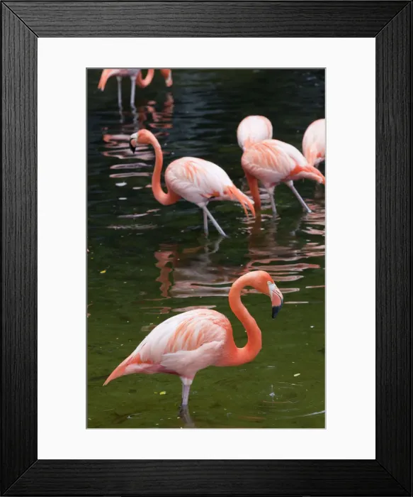 Framed Print : Singapore, Jurong Bird Park, Flamingoes Framed Print : Singapore, Jurong Bird Park, Flamingoes