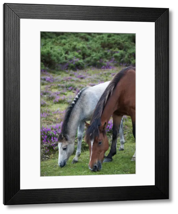 Framed Print : England, Hampshire, New Forest, Horses