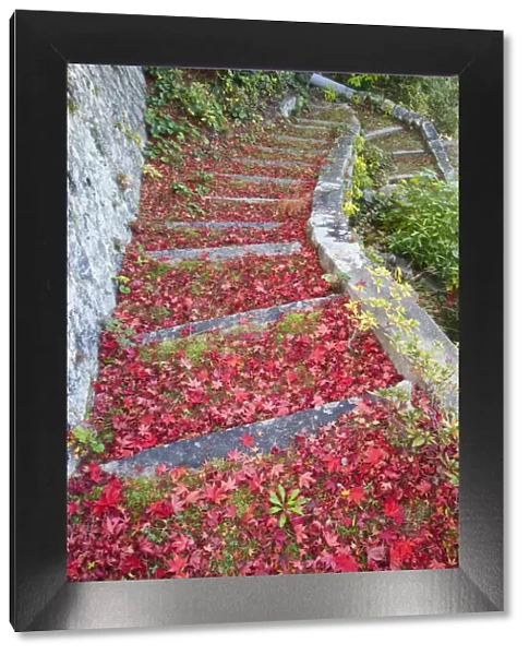 Japan, Miyajima Island, Omoto Park, Autumn Leaves on Steps