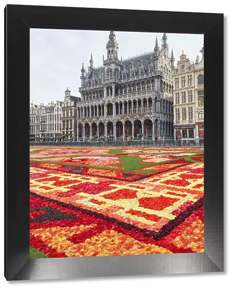 Belgium, Brussels, Grand Place, Flower Carpet Festival and Brussels City Museum