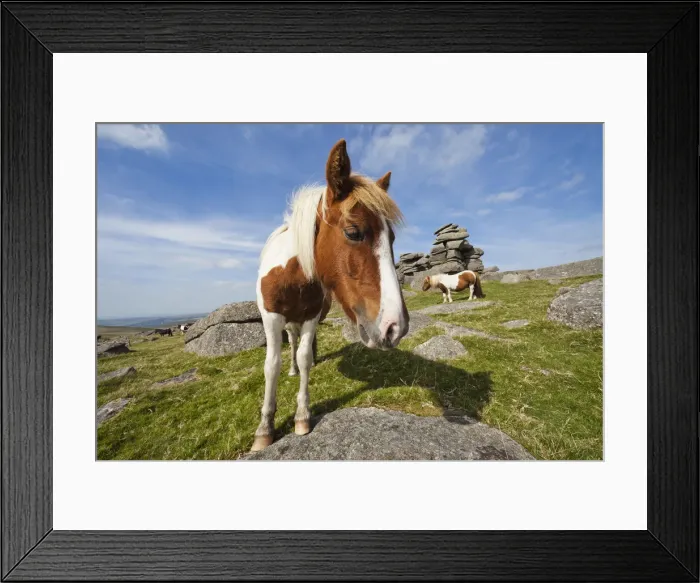 Framed Print : England, Devon, Dartmoor, Ponies at Great Staple Tor Framed Print : England, Devon, Dartmoor, Ponies at Great Staple Tor