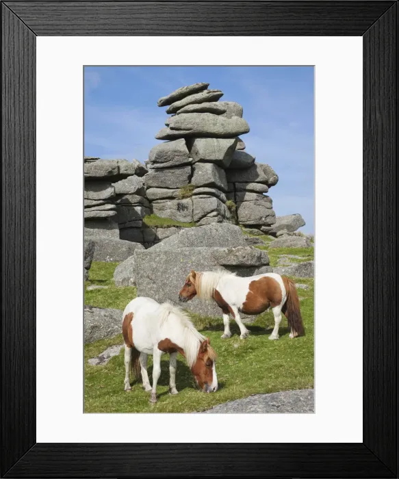 Framed Print : England, Devon, Dartmoor, Ponies at Great Staple Tor Framed Print : England, Devon, Dartmoor, Ponies at Great Staple Tor