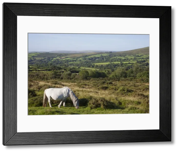 Framed Print : England, Devon, Dartmoor, Ponies Framed Print : England, Devon, Dartmoor, Ponies