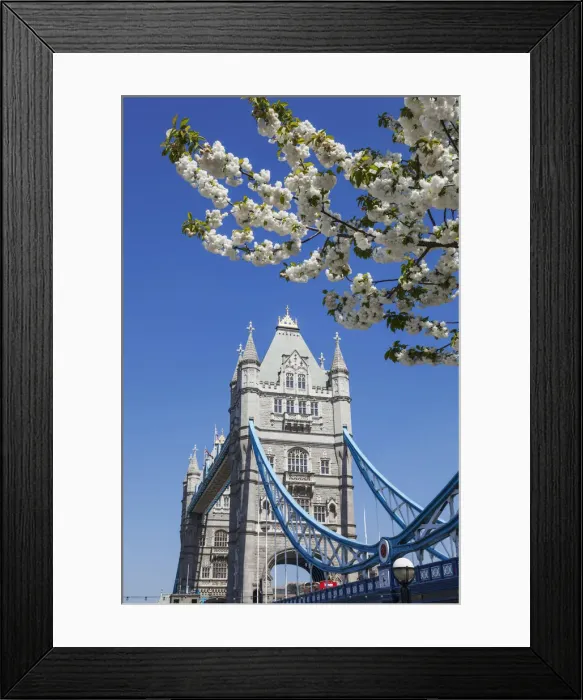 Framed Print : England, London, Southwark, Tower Bridge and Spring Blossom Framed Print : England, London, Southwark, Tower Bridge and Spring Blossom