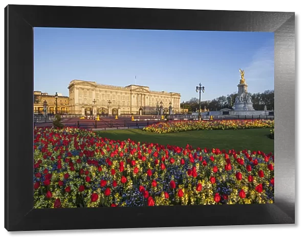 England, London, Buckingham Palace and Tulips