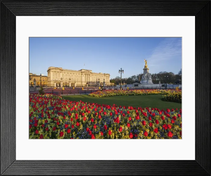 Framed Print : England, London, Buckingham Palace and Tulips Framed Print : England, London, Buckingham Palace and Tulips