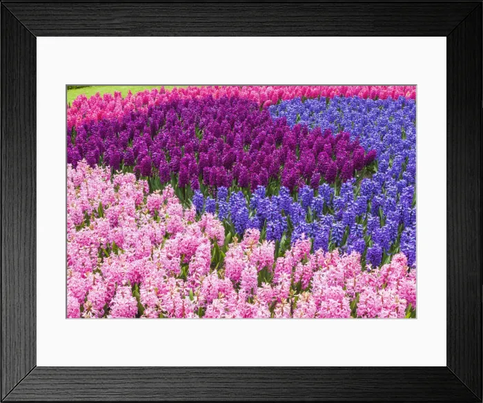 Framed Print : Europe, Netherlands, Lisse, Keukenhof Gardens Framed Print : Europe, Netherlands, Lisse, Keukenhof Gardens