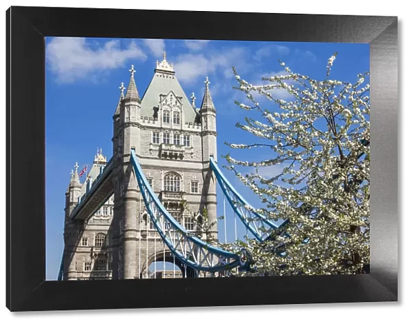 England, London, Southwark, Tower Bridge, Spring Blossom