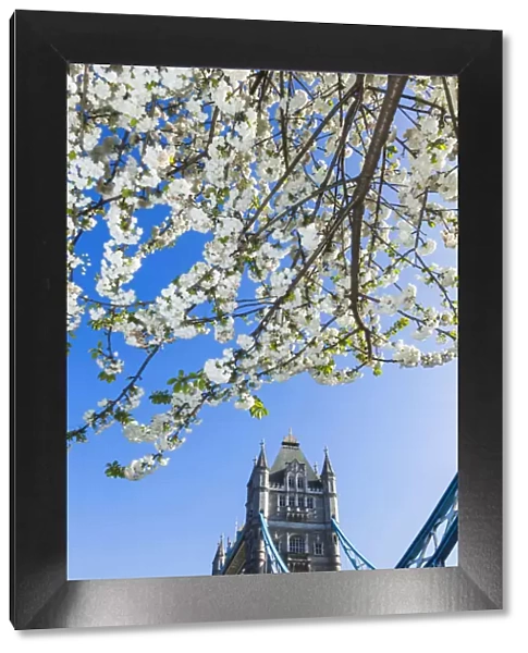 England, London, Southwark, Tower Bridge, Spring Blossom