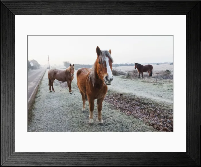 Framed Print : England, Hampshire, The New Forest, Pony