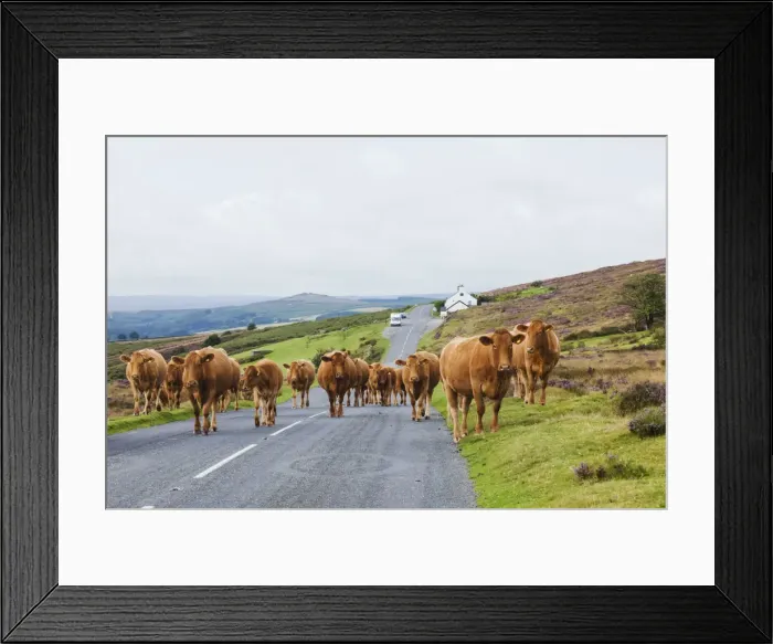 Framed Print : England, Devon, Dartmoor, Cattle on Road Framed Print : England, Devon, Dartmoor, Cattle on Road