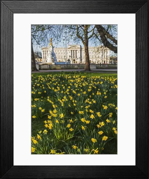 Framed Print : England, London, Green Park and Buckingham Palace Framed Print : England, London, Green Park and Buckingham Palace