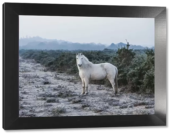 England, Hampshire, The New Forest, Pony