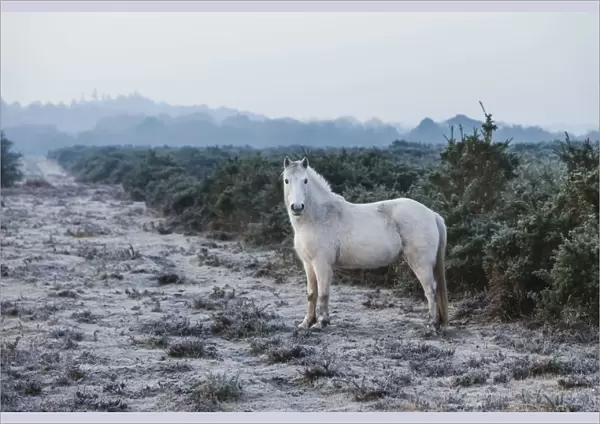 England, Hampshire, The New Forest, Pony