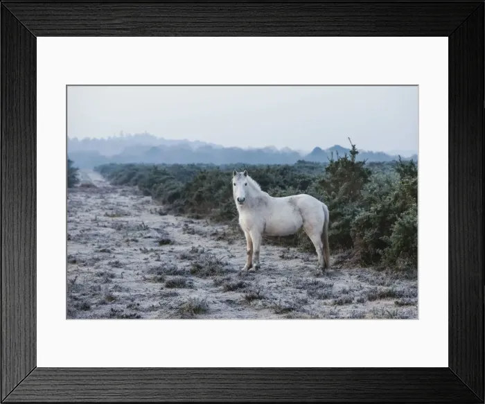 Framed Print : England, Hampshire, The New Forest, Pony Framed Print : England, Hampshire, The New Forest, Pony