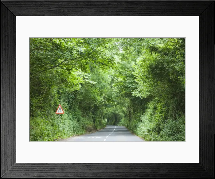 Framed Print : England, Devon, Tree Lined Country Road Framed Print : England, Devon, Tree Lined Country Road