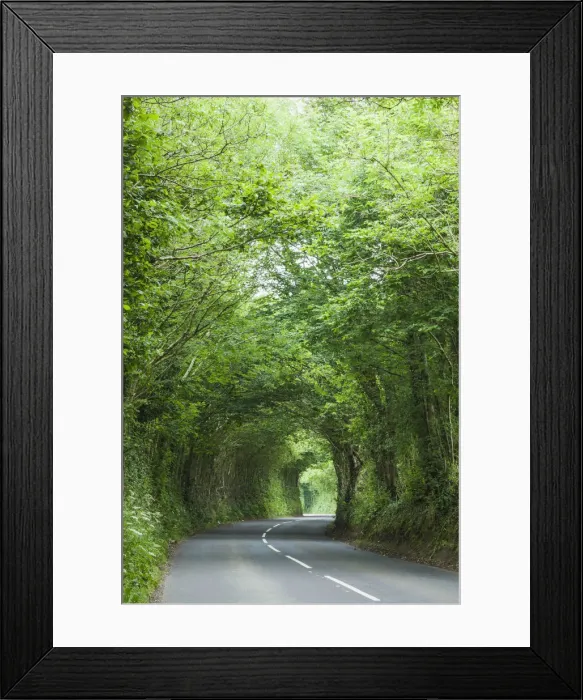 Framed Print : England, Devon, Tree Lined Country Road Framed Print : England, Devon, Tree Lined Country Road