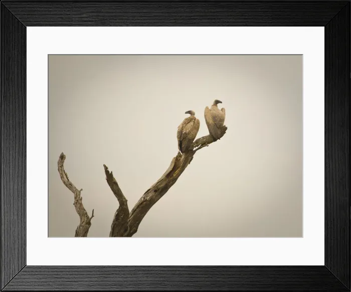 Framed Print : Eagles, Serengeti National Park, Tanzania Framed Print : Eagles, Serengeti National Park, Tanzania