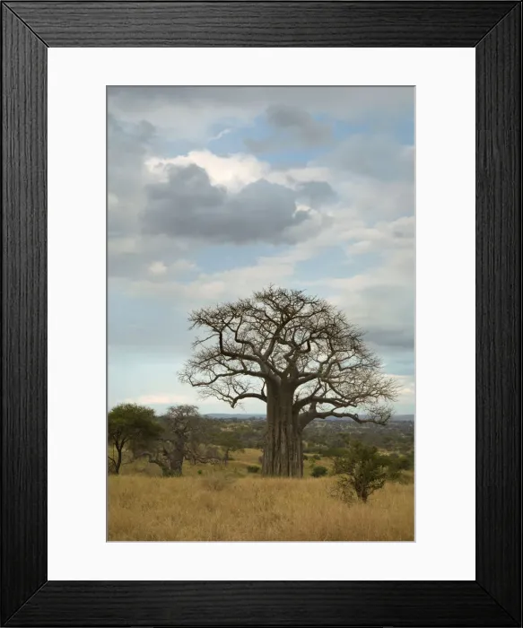 Framed Print : Baobab (Adansonia digitata), Tarangire National Park, Tanzania Framed Print : Baobab (Adansonia digitata), Tarangire National Park, Tanzania