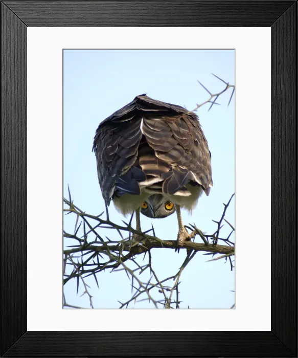 Framed Print : Brown Snake Eagle, Circaetus cinereus, Serengeti, looking between his legs, Tanzania Framed Print : Brown Snake Eagle, Circaetus cinereus, Serengeti, looking between his legs, Tanzania