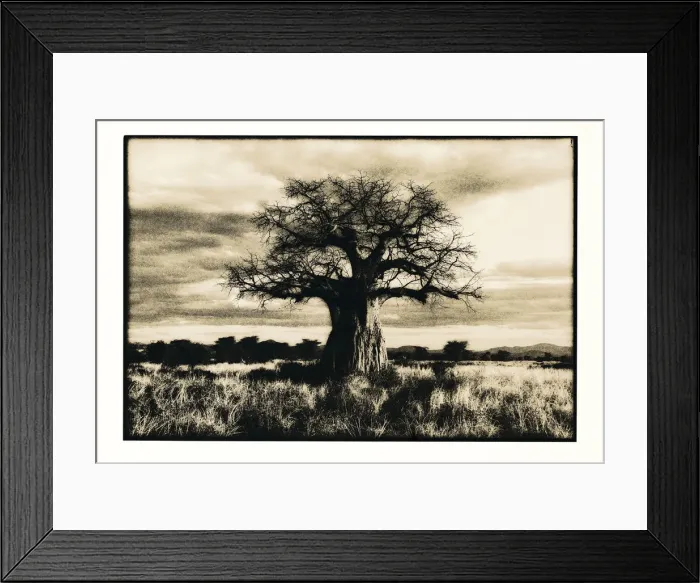 Framed Print : Baobab tree in Ruaha National Park, Southern Tanzania Framed Print : Baobab tree in Ruaha National Park, Southern Tanzania