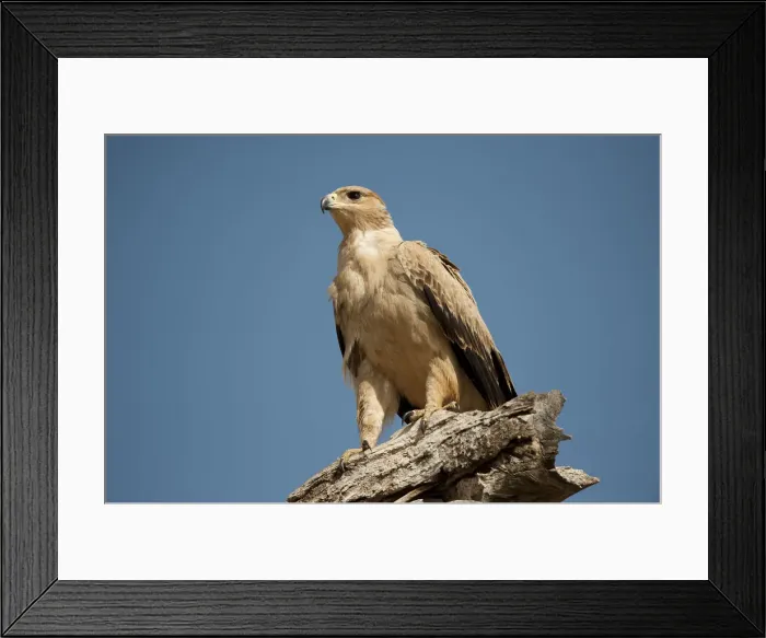 Framed Print : Pale tawny eagle on tree stump, Tarangire, Tanzania Framed Print : Pale tawny eagle on tree stump, Tarangire, Tanzania