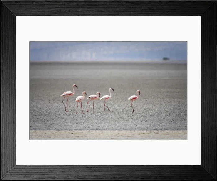 Framed Print : Lesser Flamingo (Phoenicopterus minor), Lake Natron, Tanzania Framed Print : Lesser Flamingo (Phoenicopterus minor), Lake Natron, Tanzania