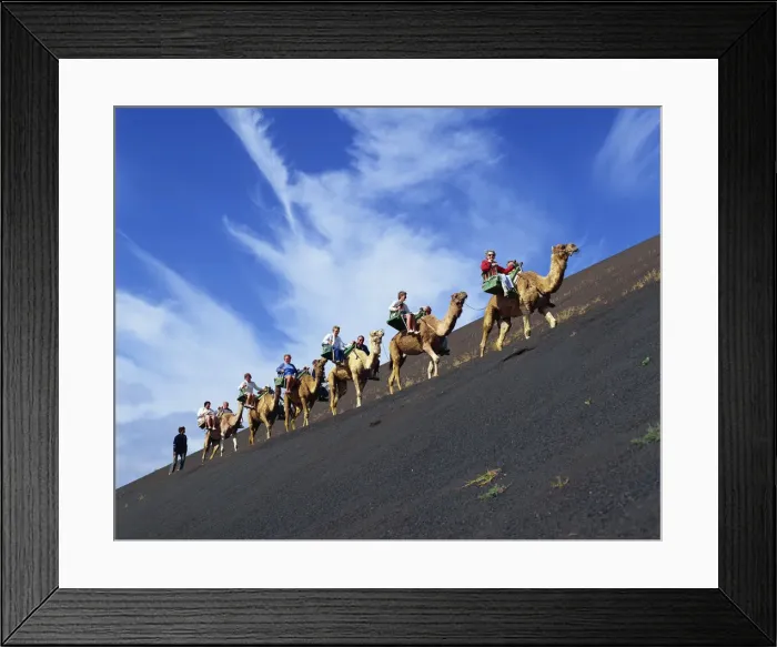Framed Print : Spain, Canary Islands, Lanzarote, Timanfaya National Park, Tourists Camel Riding Framed Print : Spain, Canary Islands, Lanzarote, Timanfaya National Park, Tourists Camel Riding